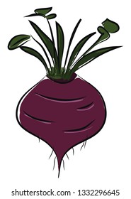 Una remolacha morada con tallo verde y hojas, vector, dibujo a color o ilustración.