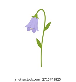 Purple bellflower illustration in flat vector style with curved stem and soft violet petals, delicate wildflower for spring botanical designs, gentle floral element for prints, stickers, 