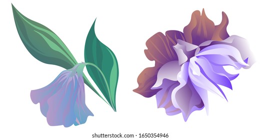 Purple Bllflower. Violet Clematis. Vector illustration. Isolated illustration element. Floral botanical flower. Wild leaf wildflower isolated. Exotic tropical hawaiian jungle.
