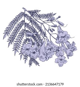 Purple Blooming branch of Jacaranda tree. Hand drawn vector illustration. Floral Elegant flowers for design packaging textile wallpaper fabric