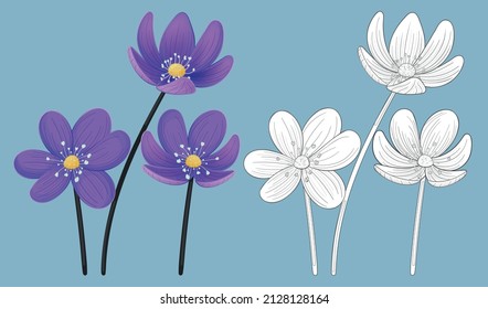purple blue flowers in two drawing versions, black and white and colors 