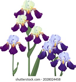 Purple and blue iris flowers isolated on white background irises