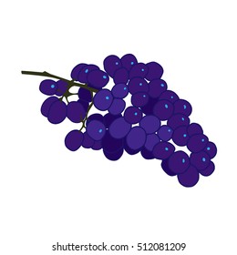 Purple burgundy and blue grape vector flat illustration on white background.