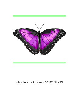 purple butterfly beautiful vector image
