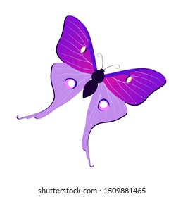 purple butterfly vector design, animals vector design, single butterfly vector.