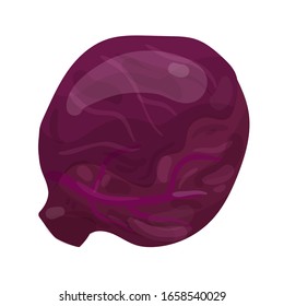 Purple Cabbage isolated on white background. Vector illustration. EPS 10