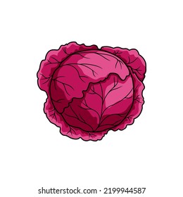 Purple cabbage or red kraut isolated leafy vegetable. Vector headed cabbage, vegetarian food