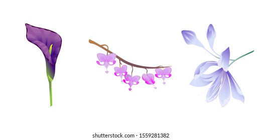 Purple Calla. Purple Komakusa. Violet Agapanthus Lily. Vector illustration. Isolated illustration element. Floral botanical flower. Wild leaf wildflower isolated. Exotic tropical hawaiian jungle.