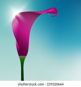 purple calla lily on blue background