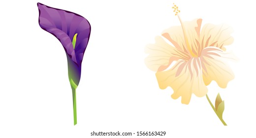 Purple Calla. Yellow hibiscus. Vector illustration. Isolated illustration element. Floral botanical flower. Wild leaf wildflower isolated. Exotic tropical hawaiian jungle.