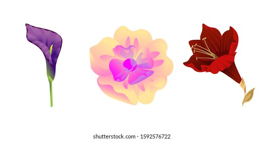 Purple Calla. Yellow Magnolia. Purple Amaryllis. Vector illustration. Isolated illustration element. Floral botanical flower. Wild leaf wildflower isolated. Exotic tropical hawaiian jungle.