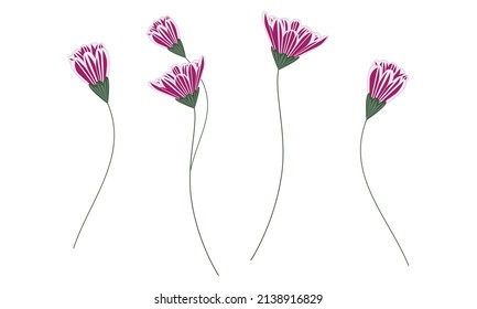 Ilustración vectorial del paquete de flores moradas de carnación aislada en blanco. Conjunto de elementos de diseño floral mínimos para impresión, fondo, banner o tarjeta.