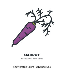 Purple carrot root vegetable icon, outline with color fill style vector illustration
