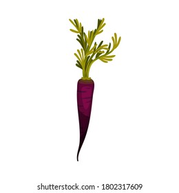 Purple Carrot as Root Vegetable with Underground Plant Part Vector Illustration