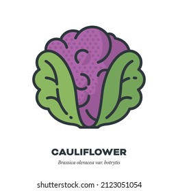 Purple cauliflower cabbage vegetable icon, outline with color fill style vector illustration