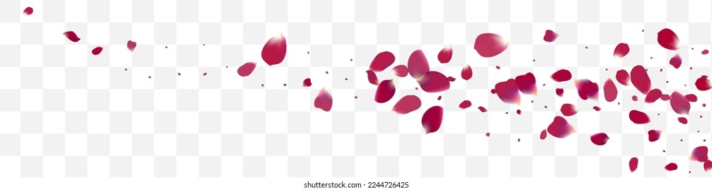 Purple Cherry Spring Vector Transparent Panoramic Background. Fall Petal Backdrop. Beautiful Blossom Falling Wallpaper. Delicate Lotus Flying Design.