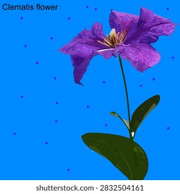 Purple clematis flower vector: Blooming clematis vine with stem and leaves isolated on vibrant blue background
