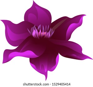 Purple Clematis. Vector illustration. Isolated illustration element. Floral botanical flower. Wild leaf wildflower isolated. Exotic tropical hawaiian jungle.