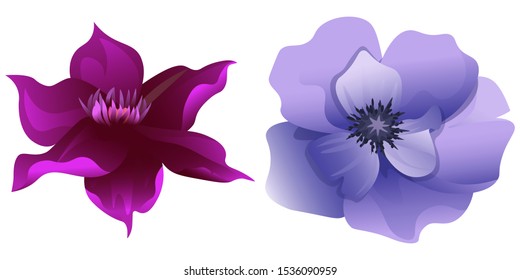 Purple Clematis. Violet Anemone. Vector illustration. Isolated illustration element. Floral botanical flower. Wild leaf wildflower isolated. Exotic tropical hawaiian jungle.