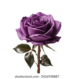 purple color rose on white background