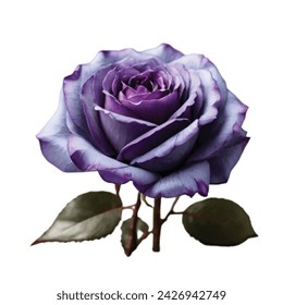 purple color rose on white background