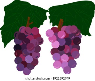 purple colored grapes bunches with dark green leaves illustration, graphic element