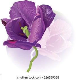 Purple Colored Tulip Flowers