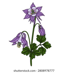 Purple Columbine flower isolated vector illustration with detailed petals and green foliage