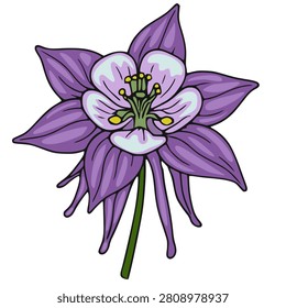 Purple Columbine flower isolated vector illustration, hand drawn botanical element with vibrant petals