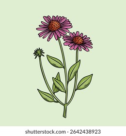 Botânica de Ilustração de Flor de Cone Roxo