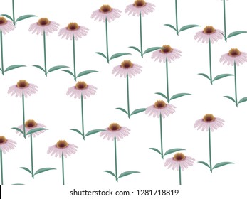 purple cone flower vector for banner, presentation and wallpaper purposes on white background 2