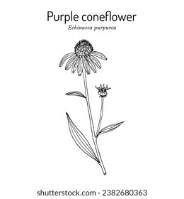 Purple coneflower (echinacea purpurea), ornamental and medicinal plant. Hand drawn botanical vector illustration