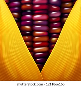 Purple Corn seed texture closeup wallpaper vector illustration