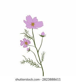Purple Cosmos Flower Stem with Two Blooming Flowers, One Bud and Green Leaves Isolated on White Background