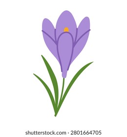 Purple crocus blooms with green stems and leaves. Simple, flat design on a clean white background. Perfect for spring-themed projects or floral illustrations. Use it for greeting cards, web design