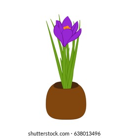 Purple crocus in brown pot isolated on white background. Vector
