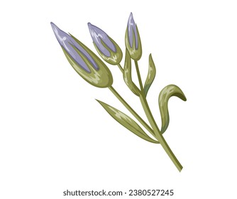 Purple crocus buds with petals on a stem with green leaves. Vector isolated cartoon flower.