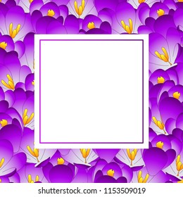 Purple Crocus Flower Banner Card. Vector Illustration.