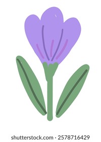 Purple Crocus Flower. Botanical hand drawn Illustration. 