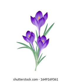 Purple Crocus flower group,
Vector illustration isolated on white background
