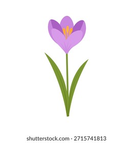 Purple crocus flower illustration in flat vector style with soft petals and green leaves, crocus symbol of early spring, delicate floral element for cards, prints, stickers, kids design, isolated 