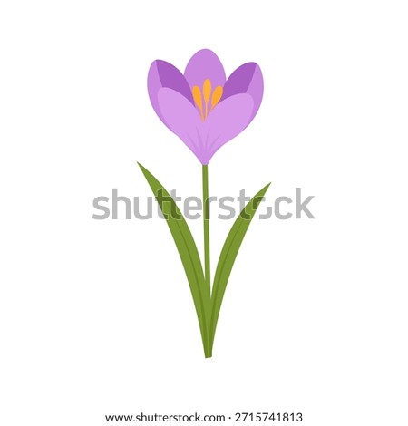 Purple crocus flower illustration in flat vector style with soft petals and green leaves, crocus symbol of early spring, delicate floral element for cards, prints, stickers, kids design, isolated 