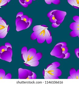 Purple Crocus Flower on Blue Indigo Background. Vector Illustration.