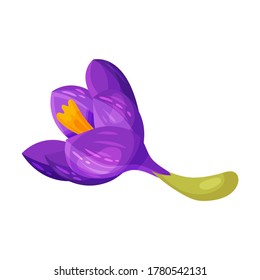 Purple Crocus Flower on Stalk Isolated on White Background Vector Illustration