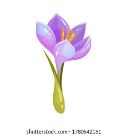 Purple Crocus Flower on Stalk Isolated on White Background Vector Illustration