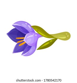 Purple Crocus Flower on Stalk Isolated on White Background Vector Illustration