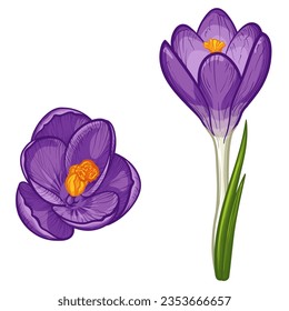 Purple crocus flowers on white background. Crocus flower vector illustration.