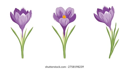 Purple crocus flowers set for spring nature background and early blooming garden design