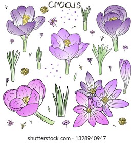 Purple crocus flowers in vector with buds and leaves