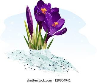 Purple crocus on a blue background.